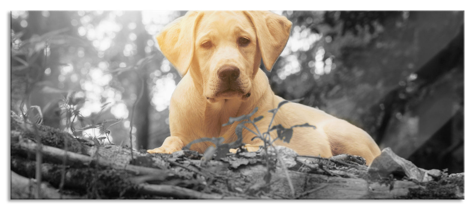 Pixxprint Hund im Wald bei Sonneuntergang, Glasbild Panorama