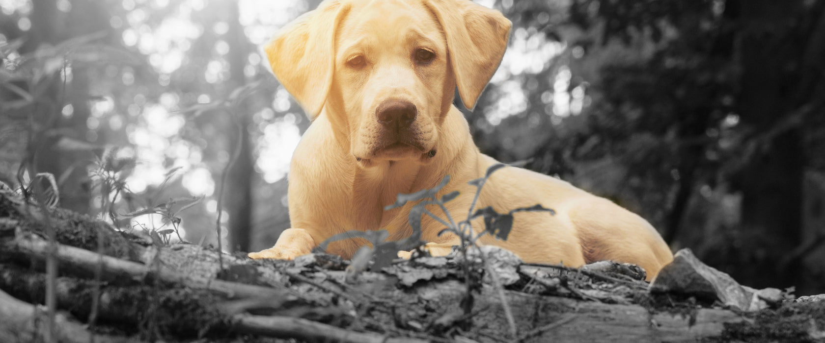 Hund im Wald bei Sonneuntergang, Glasbild Panorama