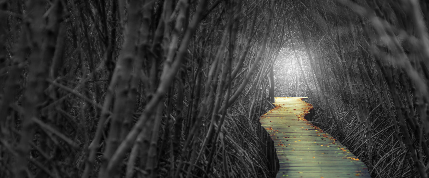 Gehweg im Wald, Glasbild Panorama