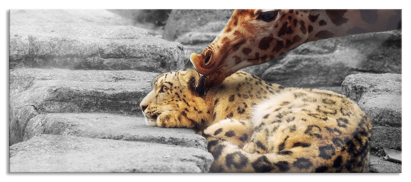 Pixxprint Leopard und Giraffe, Glasbild Panorama