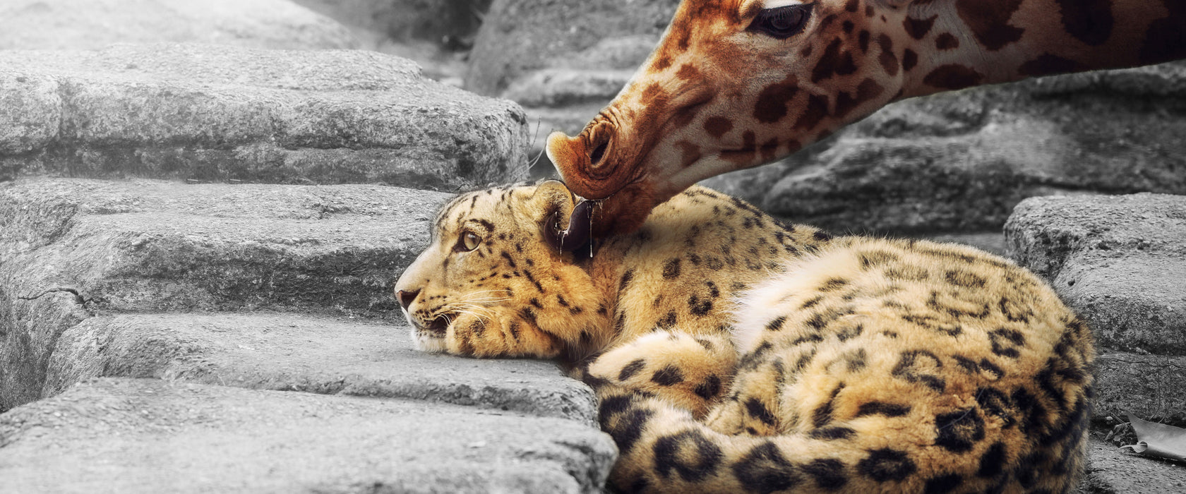 Leopard und Giraffe, Glasbild Panorama