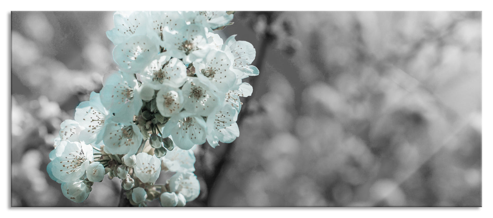 Pixxprint Kirschblüten, Glasbild Panorama