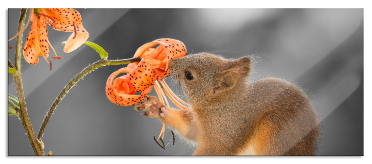 Pixxprint Eichhörnchen riecht an einer Blume, Glasbild Panorama