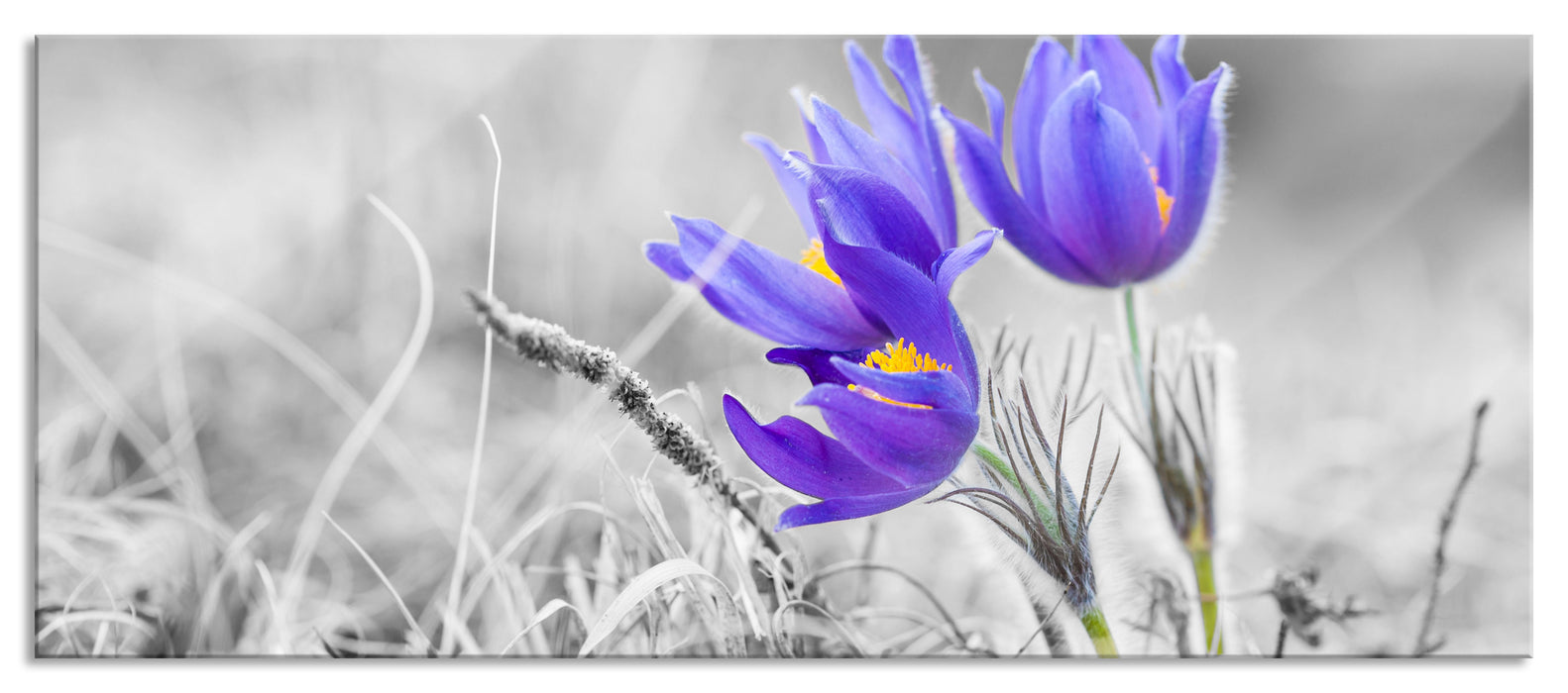 Pixxprint schöne Krokusse, Glasbild Panorama