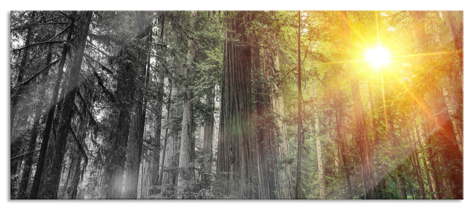 Pixxprint Wald bei Sonnenlicht, Glasbild Panorama