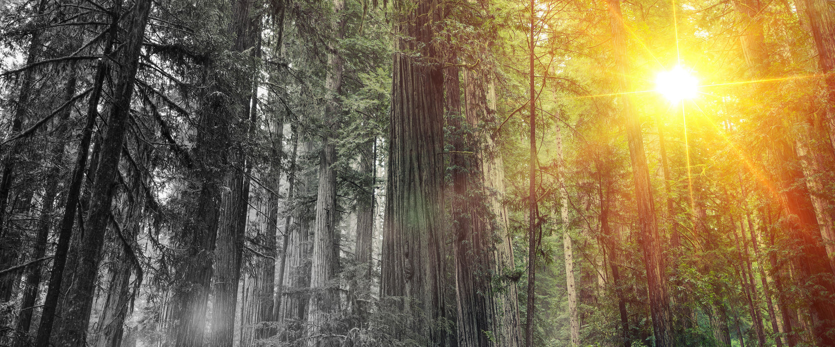 Wald bei Sonnenlicht, Glasbild Panorama