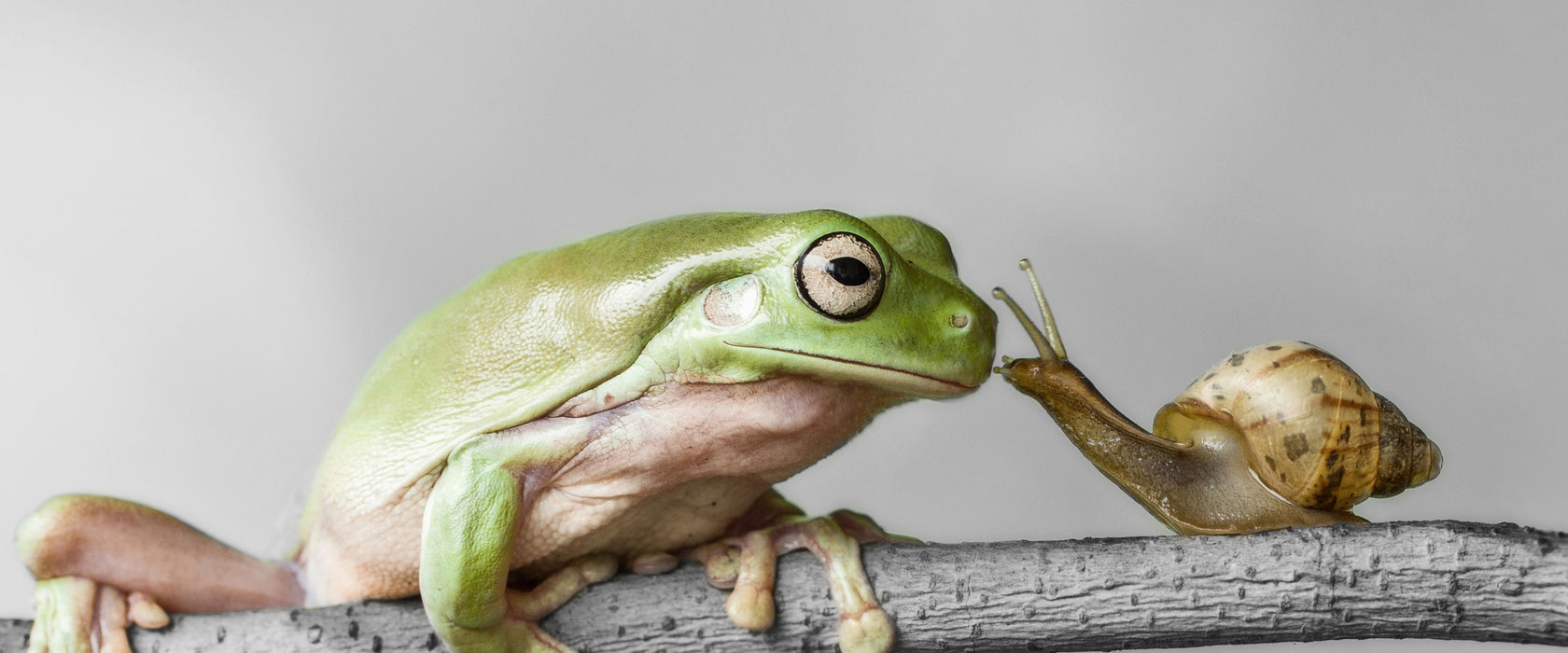 der Frosch und die Schnecke, Glasbild Panorama