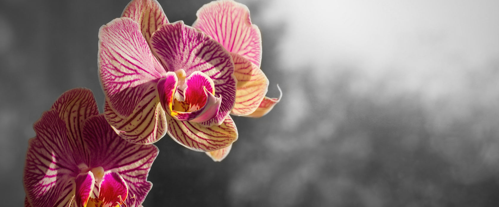 farbenOrchideen in der Nahaufnahme, Glasbild Panorama