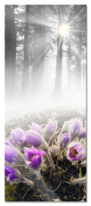 Pixxprint blühende Blumen im Wald, Glasbild Panorama