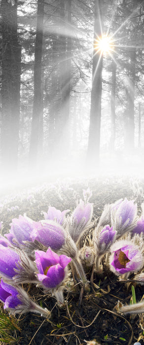 blühende Blumen im Wald, Glasbild Panorama