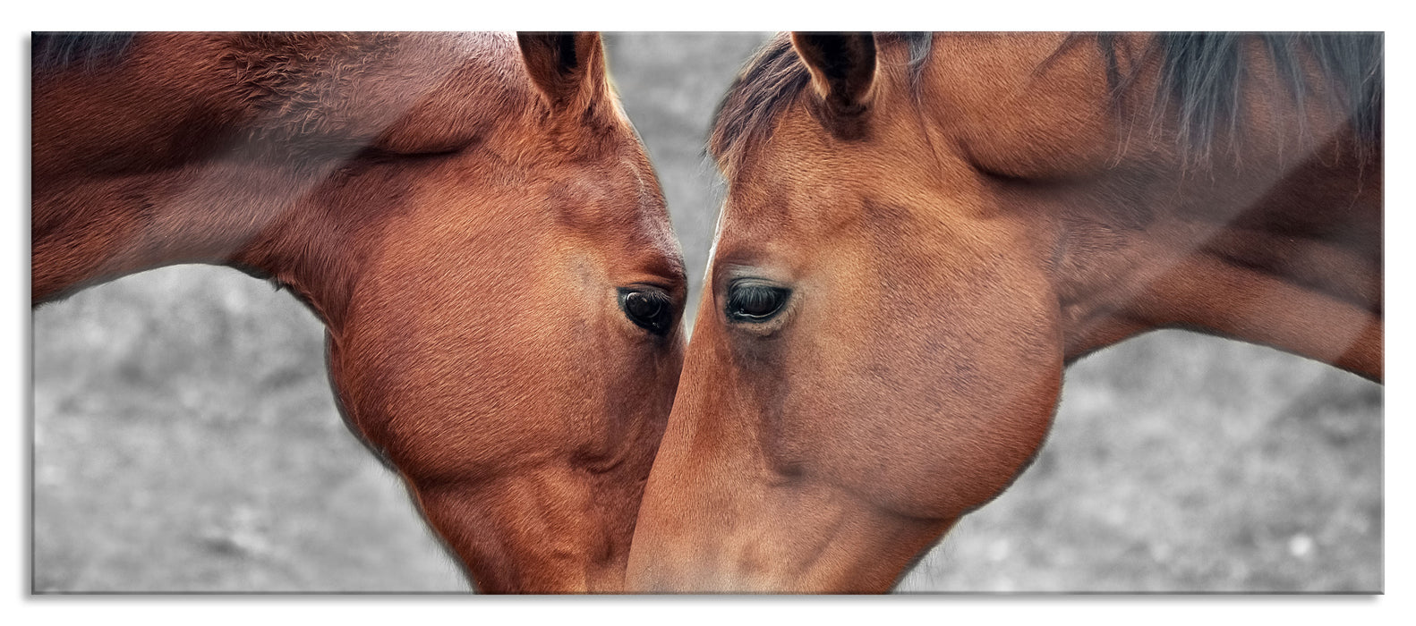 Pixxprint zwei schmusende Pferde, Glasbild Panorama