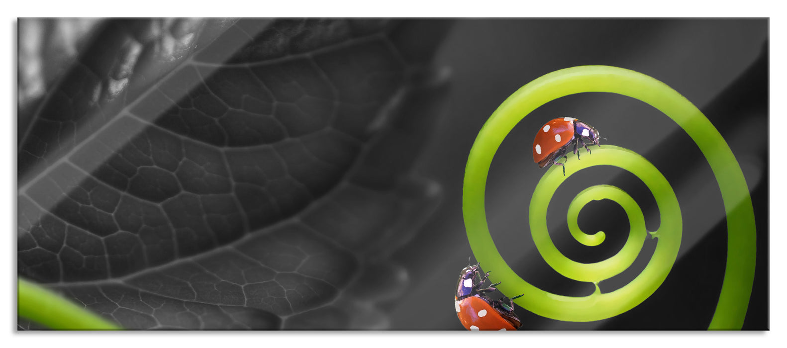 Pixxprint zwei Marienkäfer auf einem Stängel, Glasbild Panorama