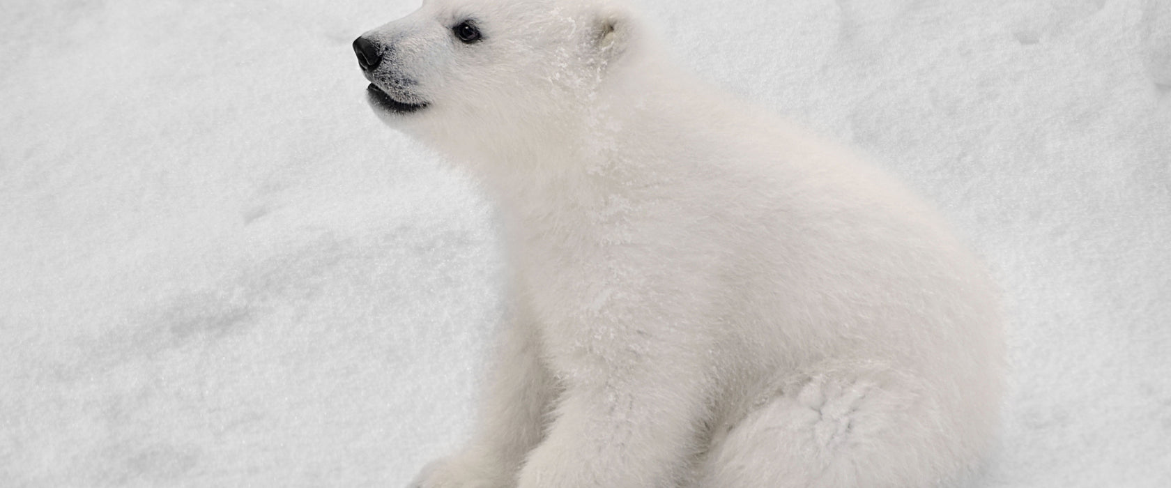 niedliches Eisbär Baby, Glasbild Panorama