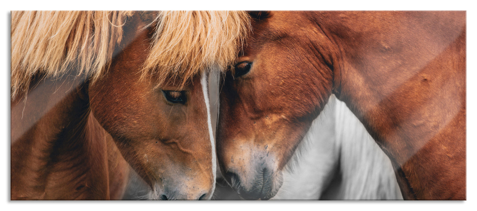 Pixxprint zwei schmusende Pferde, Glasbild Panorama