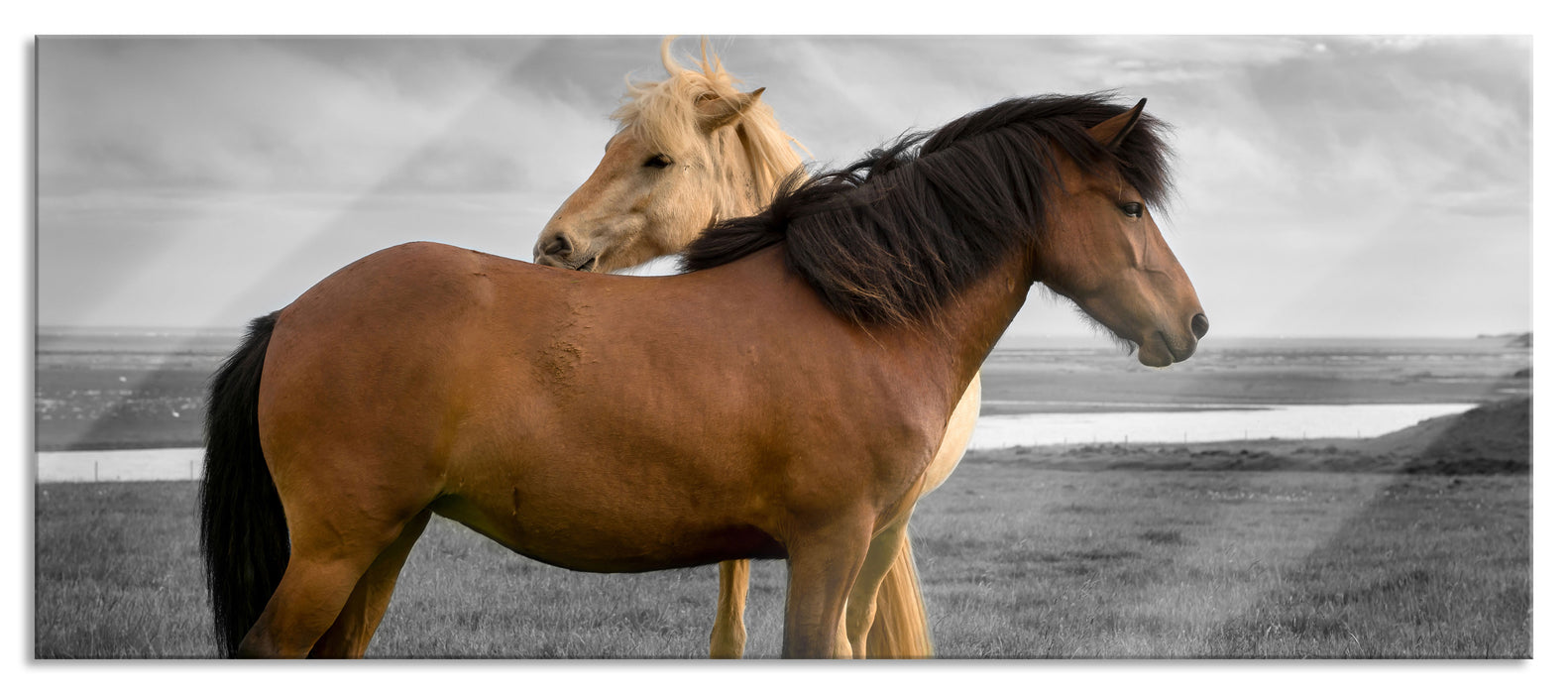 Pixxprint zwei Pferde auf der Wiese, Glasbild Panorama