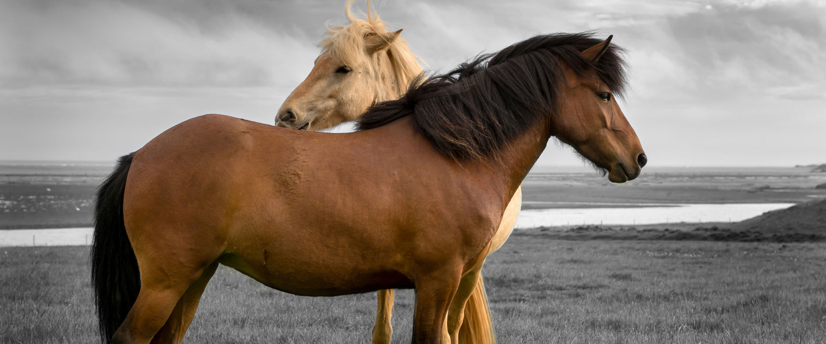 zwei Pferde auf der Wiese, Glasbild Panorama