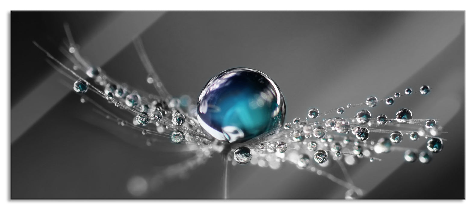 Pixxprint Wassertropfen auf einer Pusteblume, Glasbild Panorama