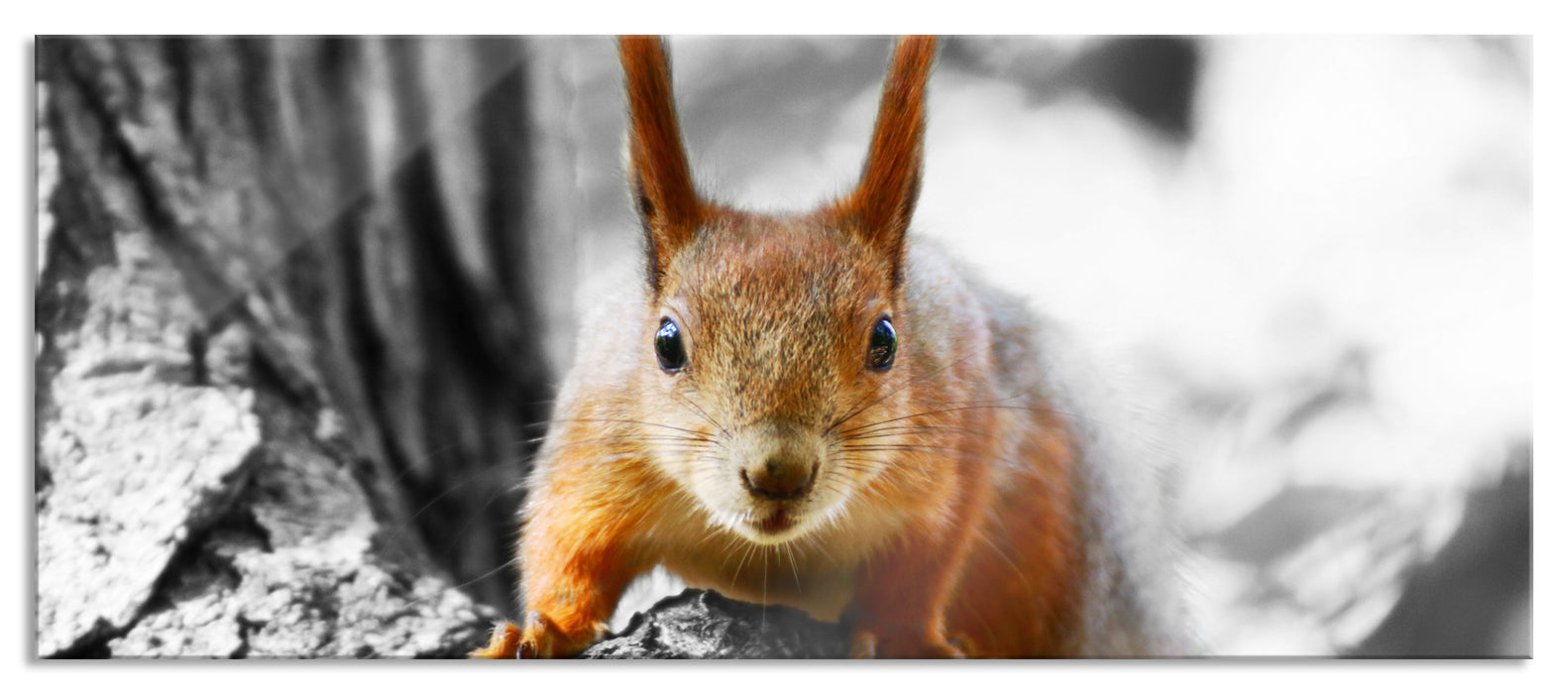 Pixxprint Eichhörnchen auf dem Baum, Glasbild Panorama