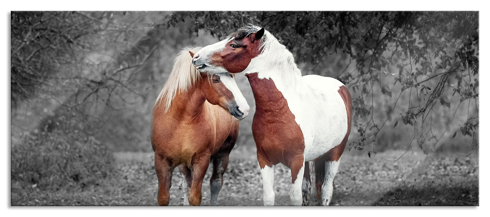 zwei schmusende Pferde, Glasbild Panorama