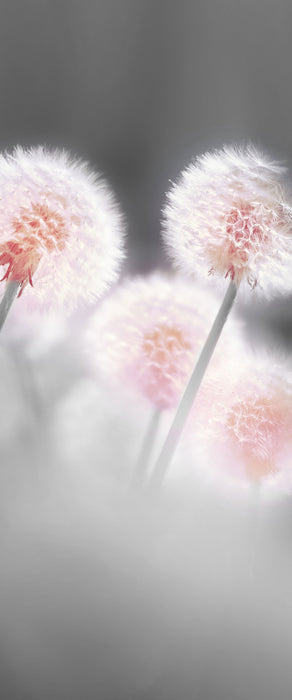 Pusteblumen im morgendlichen Wind, Glasbild Panorama