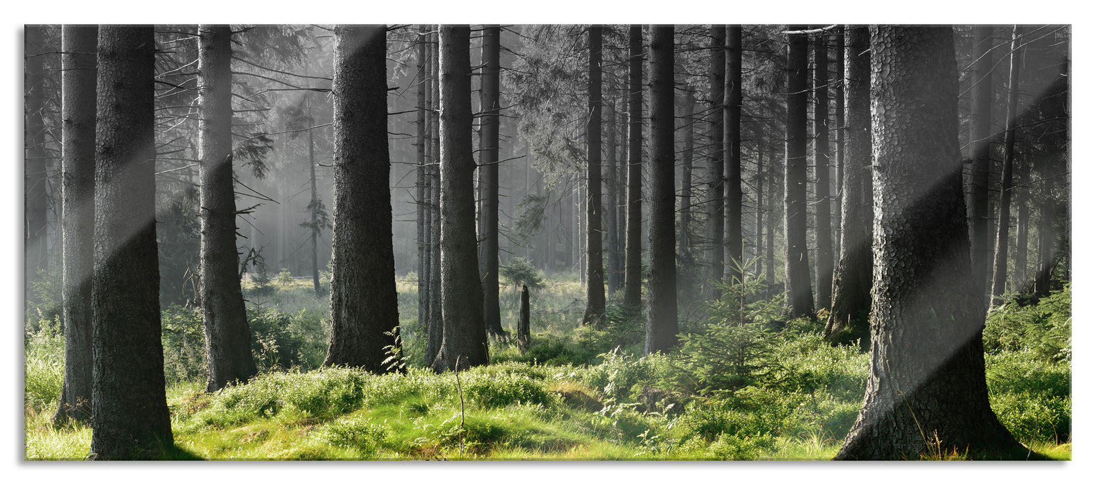 Pixxprint sonniger Tag im Wald, Glasbild Panorama