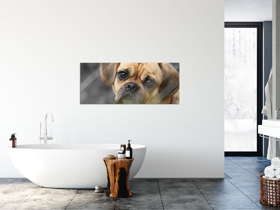 Mops Welpe, Glasbild Panorama