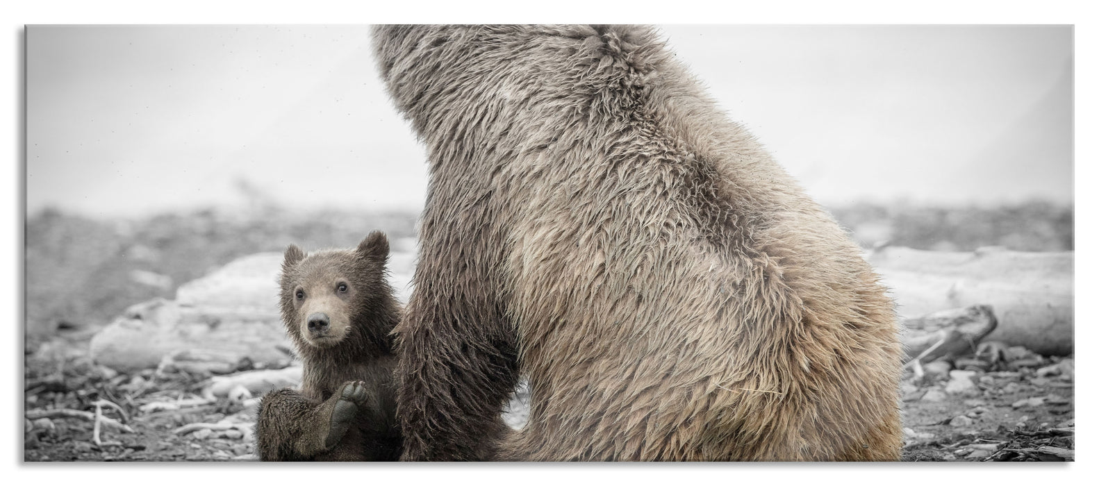 Pixxprint Bär mit Baby nach dem Baden, Glasbild Panorama