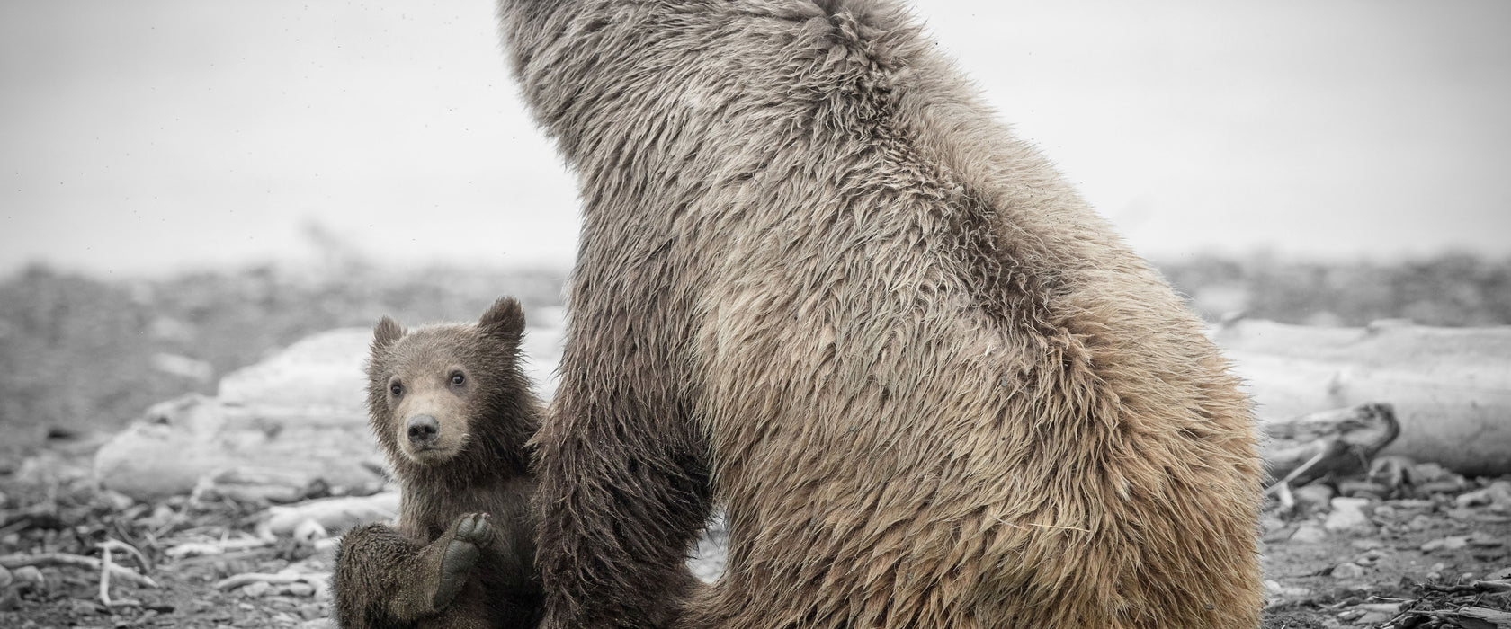 Bär mit Baby nach dem Baden, Glasbild Panorama