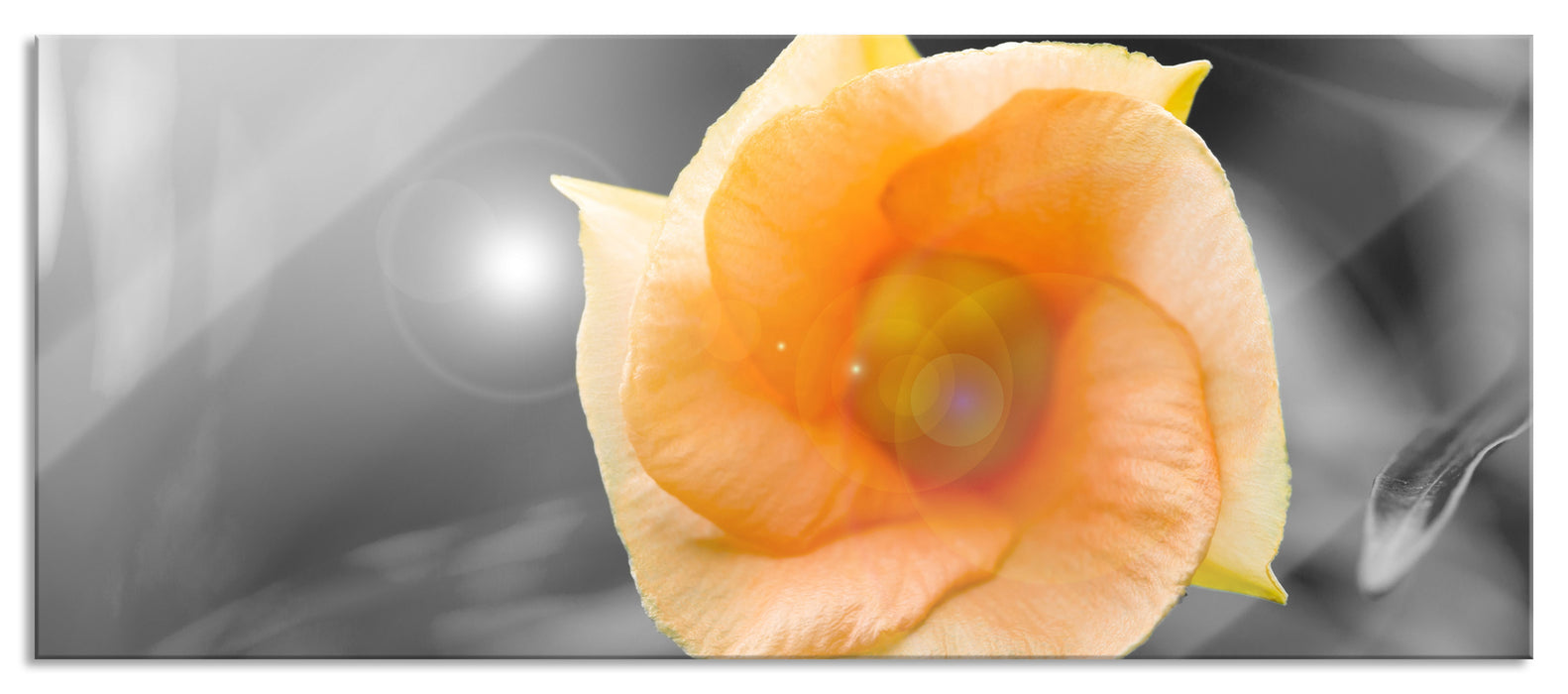 Pixxprint orange Blume im Sonnenlicht, Glasbild Panorama