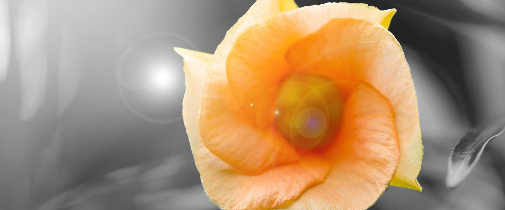 orange Blume im Sonnenlicht, Glasbild Panorama