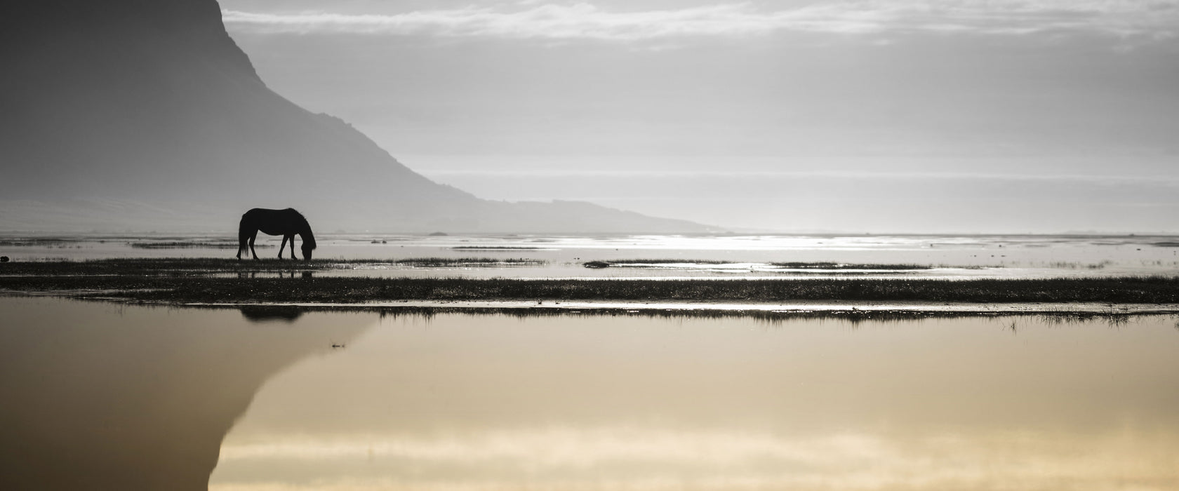 Pferd am Ufer einer Insel, Glasbild Panorama