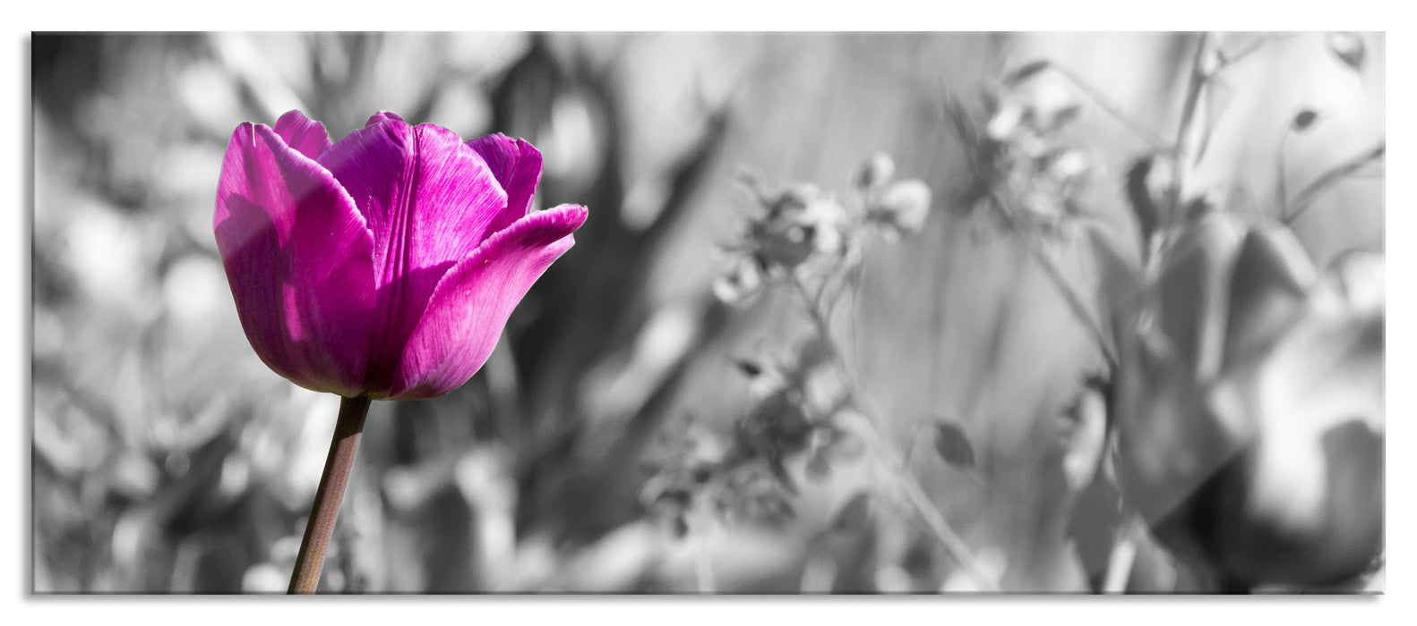 Pixxprint Blumen im Sonnenschein, Glasbild Panorama