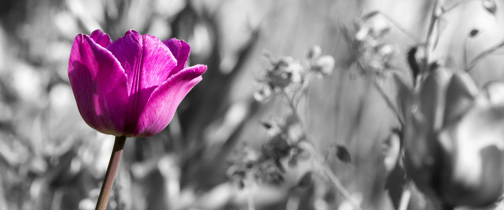 Blumen im Sonnenschein, Glasbild Panorama