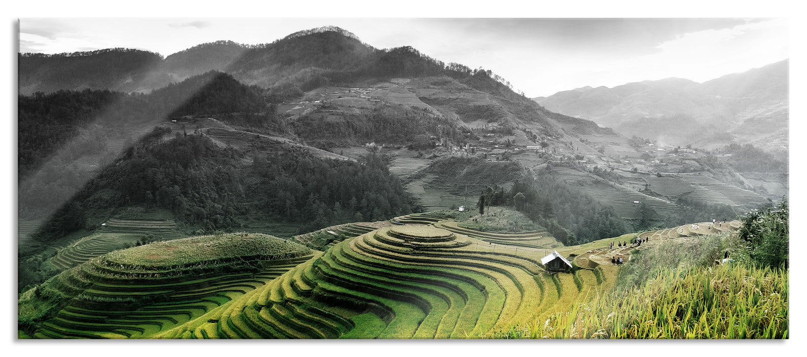 Pixxprint Reisfelder in Vietnam, Glasbild Panorama