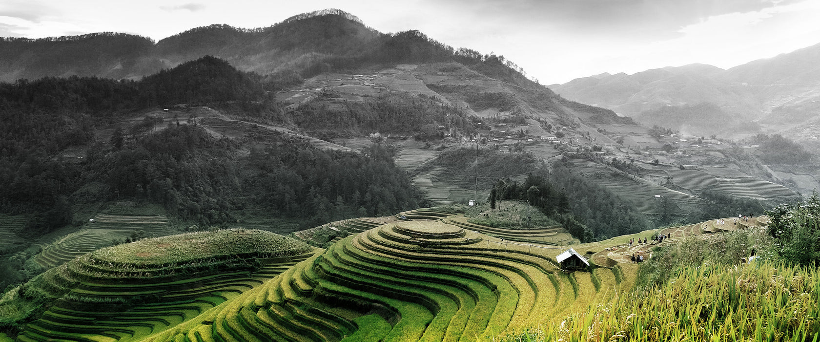 Reisfelder in Vietnam, Glasbild Panorama