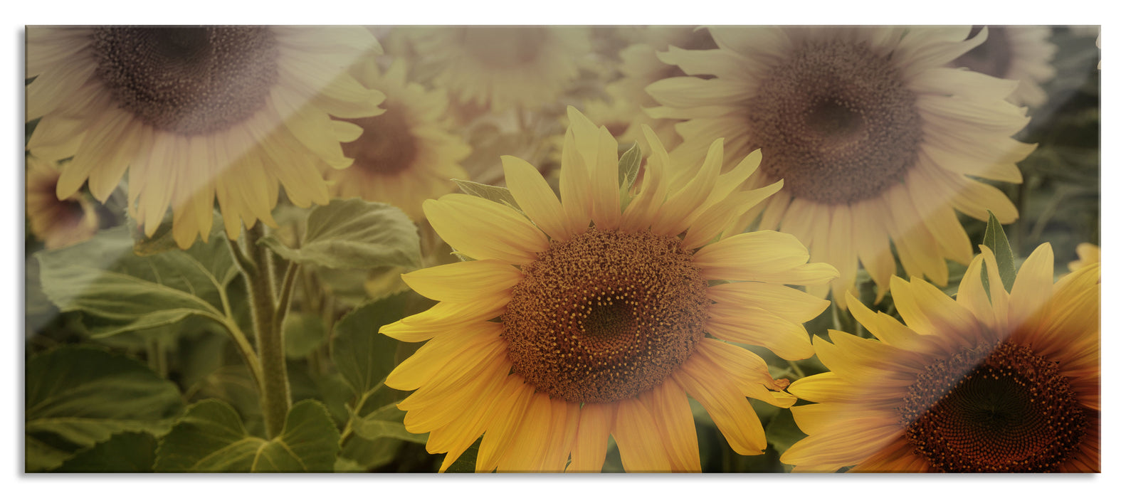 Pixxprint Sonnenblumen auf dem Feld, Glasbild Panorama