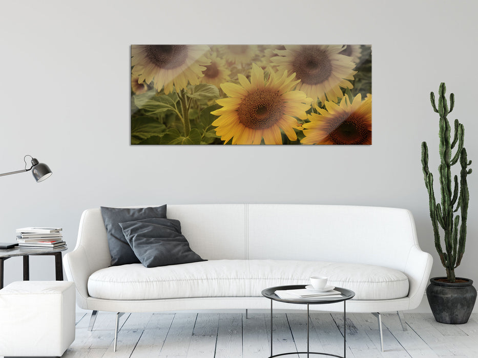 Sonnenblumen auf dem Feld, Glasbild Panorama