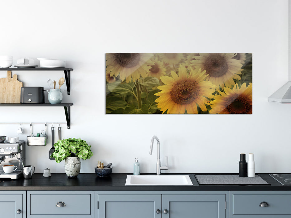 Sonnenblumen auf dem Feld, Glasbild Panorama