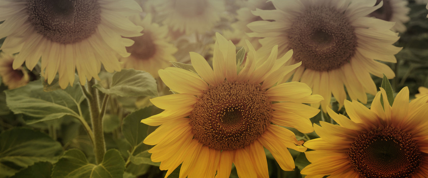 Sonnenblumen auf dem Feld, Glasbild Panorama