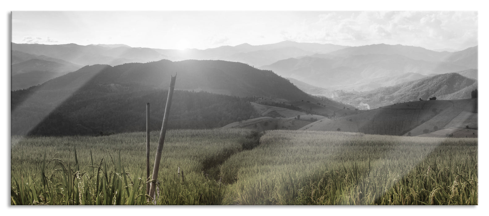 Pixxprint Reisfeld Plantage in Asien, Glasbild Panorama