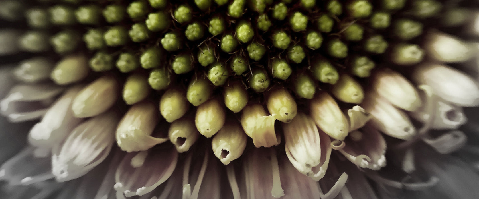 Nahaufnahme einer Gerbera, Glasbild Panorama