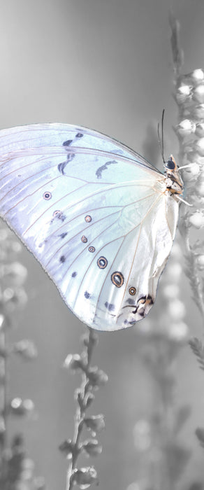 Schmetterling auf Blütenknospen, Glasbild Panorama