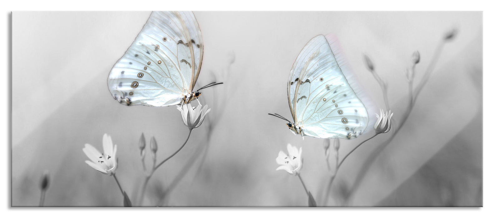 Pixxprint Schmetterling auf kleinen Blumen, Glasbild Panorama