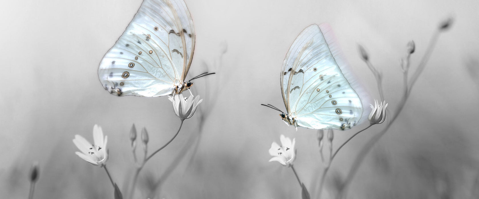 Schmetterling auf kleinen Blumen, Glasbild Panorama