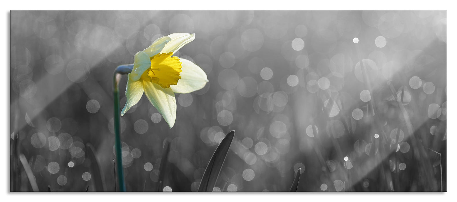 Pixxprint Narzissenblume in der Morgensonne, Glasbild Panorama