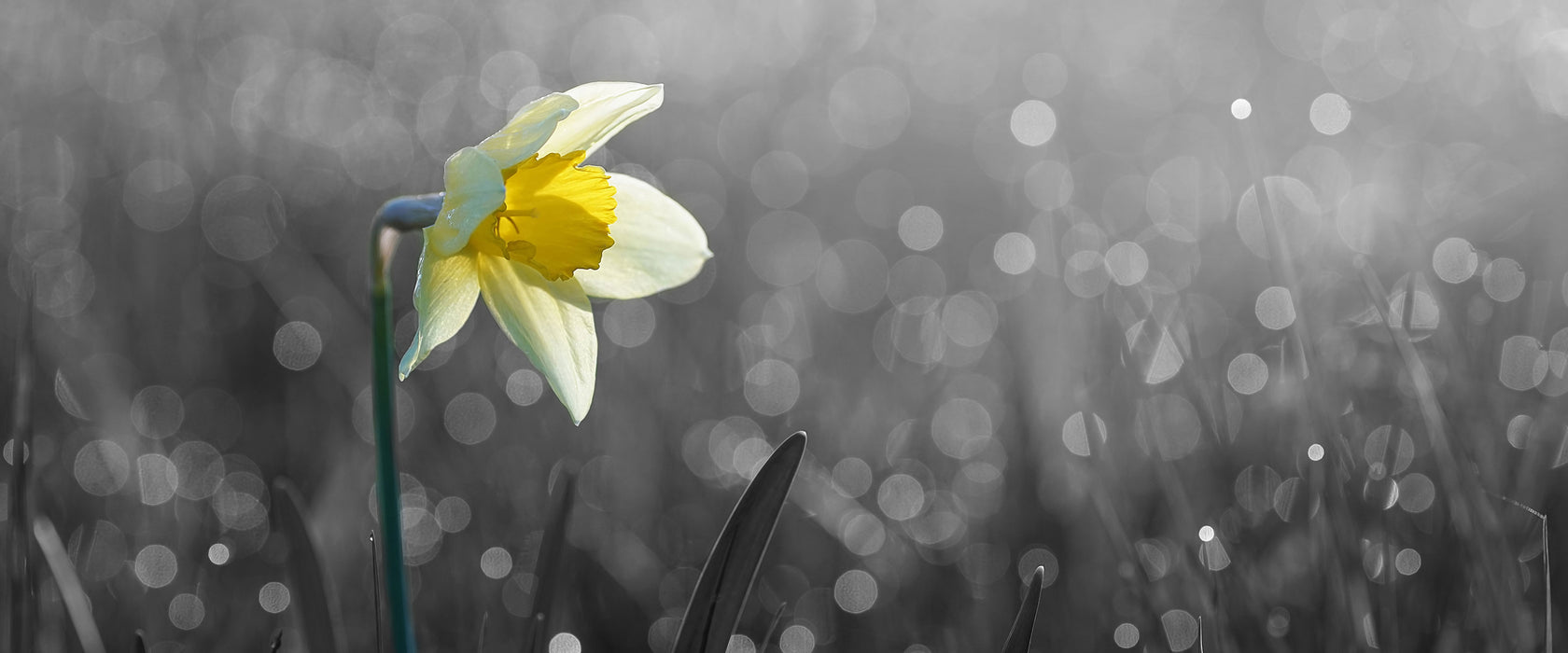 Narzissenblume in der Morgensonne, Glasbild Panorama