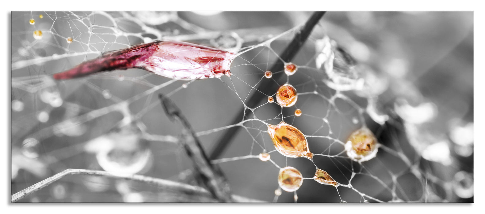 Pixxprint Spinnennetz mit Wassertropfen, Glasbild Panorama