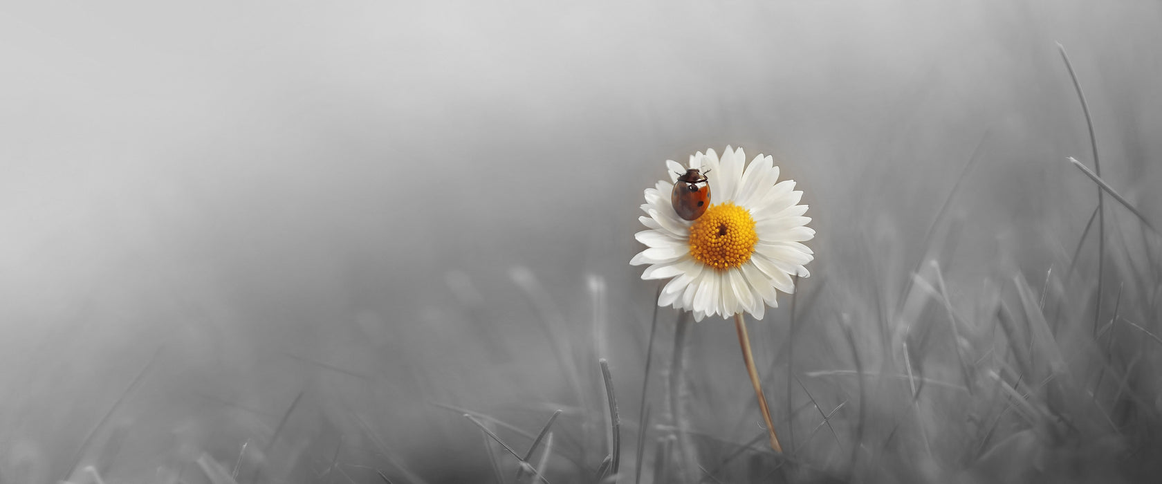 Gänseblümchen Marienkäfer, Glasbild Panorama