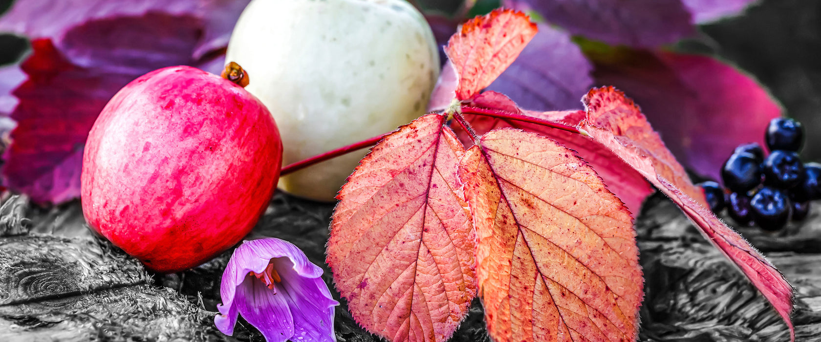 Äpfel und Blätter im Herbst, Glasbild Panorama