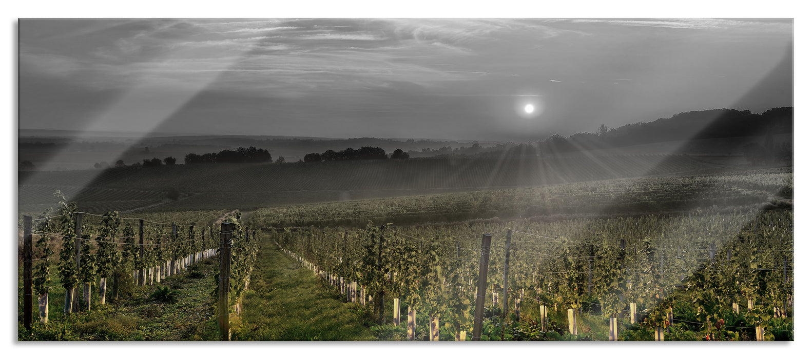 Pixxprint Weinberg in Bergerac Frankreich, Glasbild Panorama